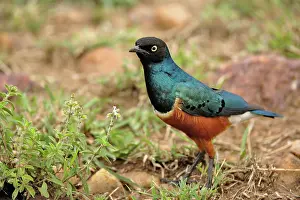 Spreo: Superb Starling, Spreo superbus, Serengeti