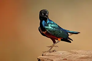 Spreo: Superb Starling, Spreo superbus, Tarangire