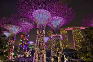 Super: Supertrees Lit after Dark Marina Bay Gardens Singapore