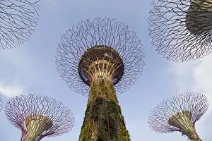 Super: Supertrees Marina Bay Gardens Singapore TV000431