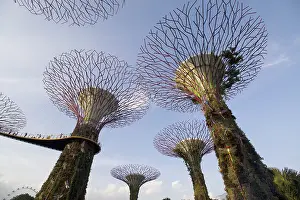 Super: Supertrees Marina Bay Gardens Singapore TV000438