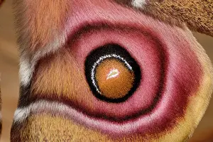 Saturniidae: Suraka Silk Moth (Antherina suraka), close-up of