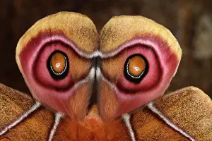 Saturniidae: Suraka Silk Moth (Antherina suraka), close-up of