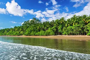 Surf: Surf and coconut palms at Playa Matapalo, Puntarenas