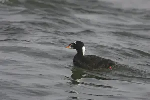 Perspicillata: Surf Scoter