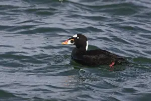 Perspicillata: Surf Scoter