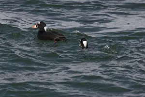 Perspicillata: Surf Scoter