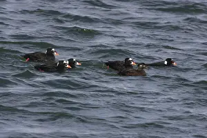 Perspicillata: Surf Scoter