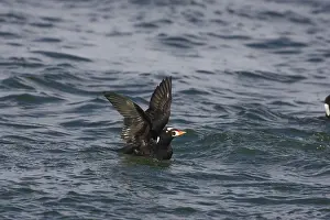 Perspicillata: Surf Scoter