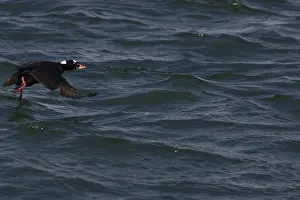 Perspicillata: Surf Scoter