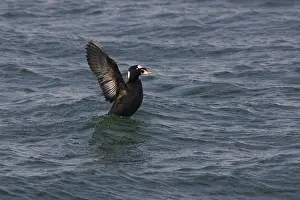 Perspicillata: Surf Scoter