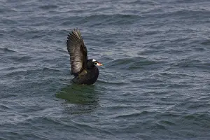 Perspicillata: Surf Scoter
