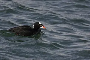 Perspicillata: Surf Scoter