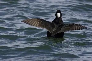 Perspicillata: Surf Scoter