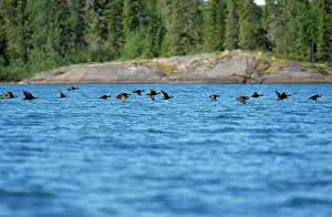 Perspicillata: Surf Scoter Duck