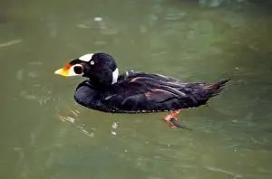 Perspicillata: Surf Scoter Duck - male