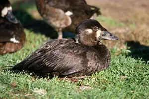 Perspicillata: Surf Scoter Duck - male