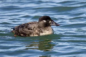 Perspicillata: Surf Scoter - female / hen