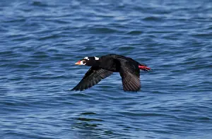 Perspicillata: Surf Scoter - in flight over water in winter
