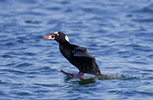 Perspicillata: Surf Scoter - male / drake