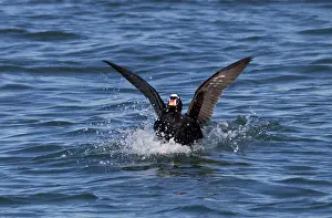 Perspicillata: Surf Scoter - male on water in winter