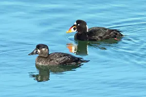 Perspicillata: Surf Scoter Pair
