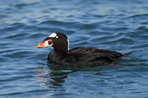 Perspicillata: Surf Scoter - sitting on water in winter