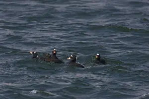 Perspicillata: Surf Scoters