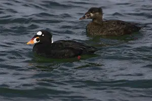 Perspicillata: Surf Scoters