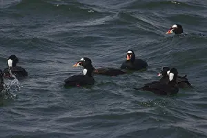 Perspicillata: Surf Scoters