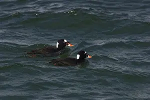 Perspicillata: Surf Scoters