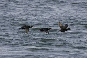 Perspicillata: Surf Scoters