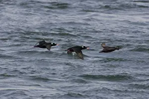 Perspicillata: Surf Scoters