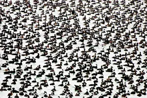 Perspicillata: Surf scoters, Melanitta perspicillata, Stanley