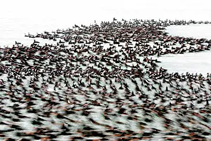 Perspicillata: Surf scoters, Melanitta perspicillata, Stanley