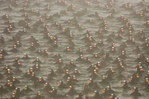 Perspicillata: Surf scoters, Melanitta perspicillata, Vancouver