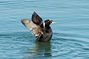 Perspicillata: Surf Scotter male wings up