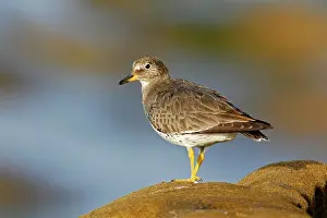 Virgata: Surfbird