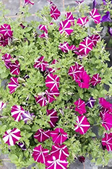 Petunia: Surfinia, two-tone Petunia in bloom in spring, Pas