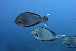 Surgeonfish: Surgeonfish