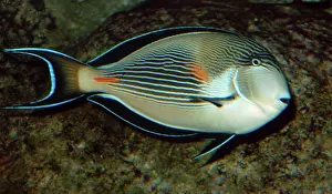 Surgeonfish: Surgeonfish - coral reef fish