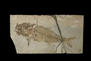 Primitive: Surgeonfish fossil