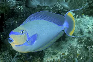 Cleaner: Surgeonfish, Raja Ampat Islands, Irian Jaya
