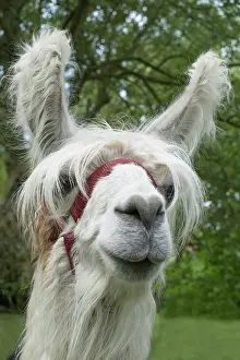 Alpaca: Suri alpaca