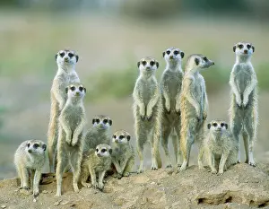 Suricates: Suricate - adults with young on the lookout at