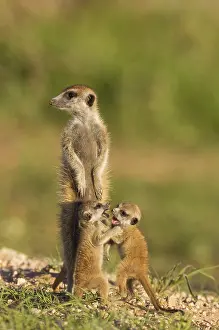 Surica: Suricate - also called Meerka - adult with two playful
