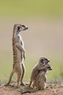 Suricates: Suricate - also called Meerkat - adult with two