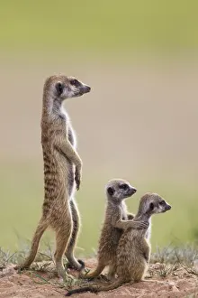 Suricates: Suricate - also called Meerkat - adult with two