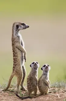 Suricates: Suricate - also called Meerkat - adult with two
