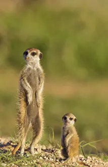 Surica: Suricate - also called Meerkat - adult with young